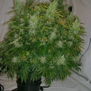 BC Hashplant #1 Krusty Bucket HP