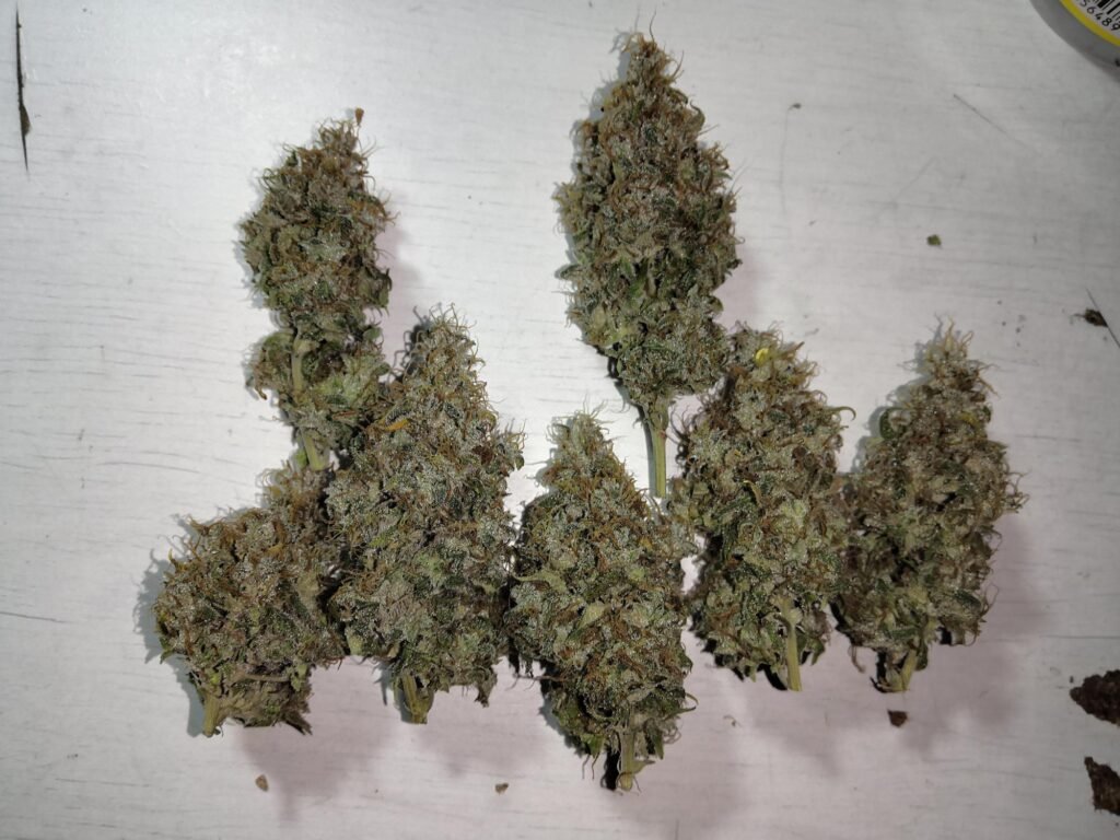 Reeferman Black Seed F8 S1 – Scott Family Farms
