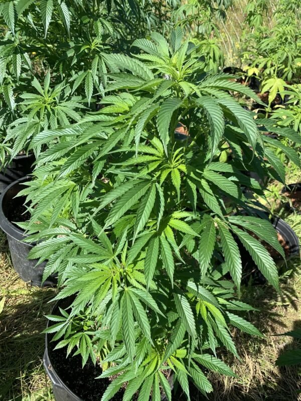 Reeferman East Coast Sour Diesel S1 – Scott Family Farms