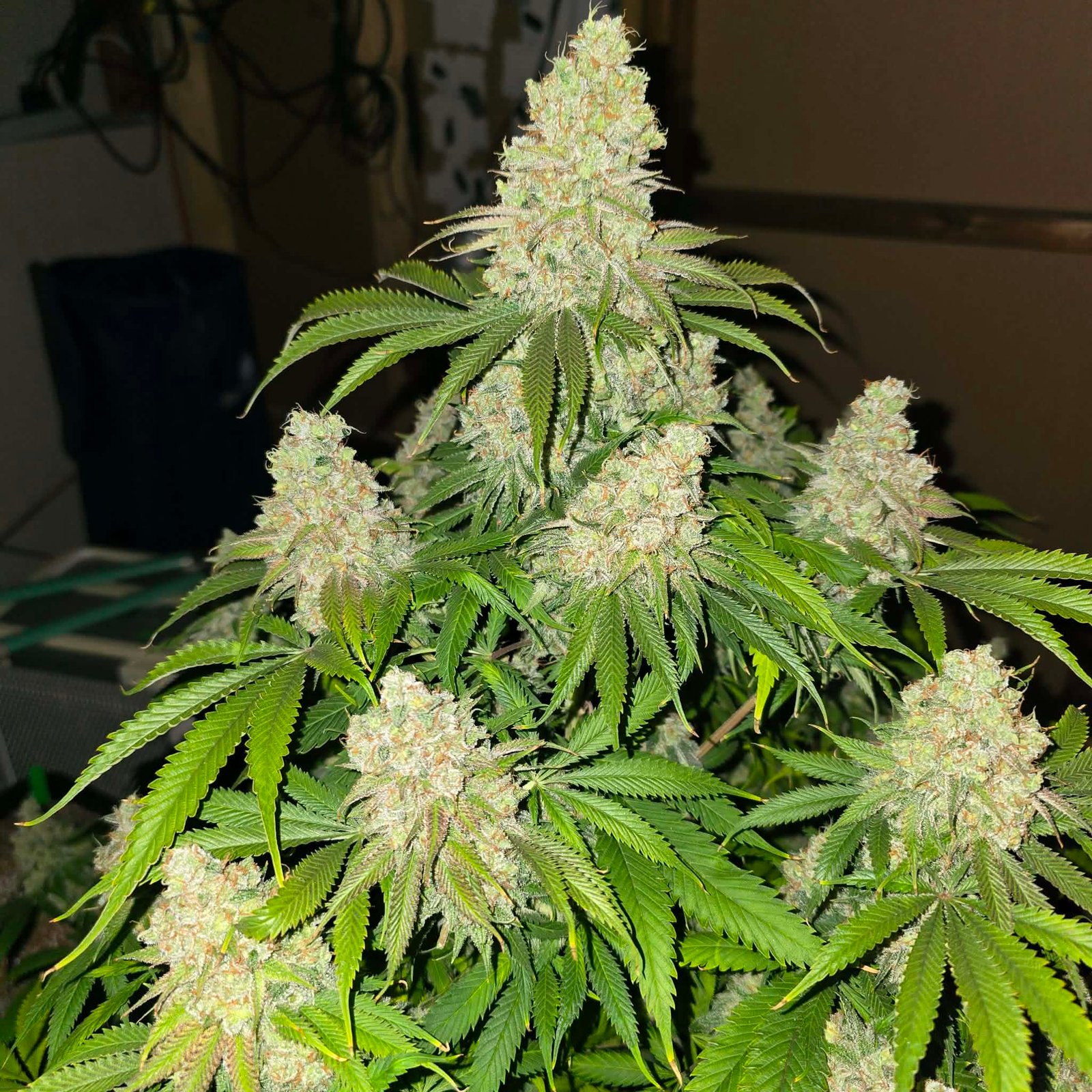 G13 x Hashplant S1 - Image 2