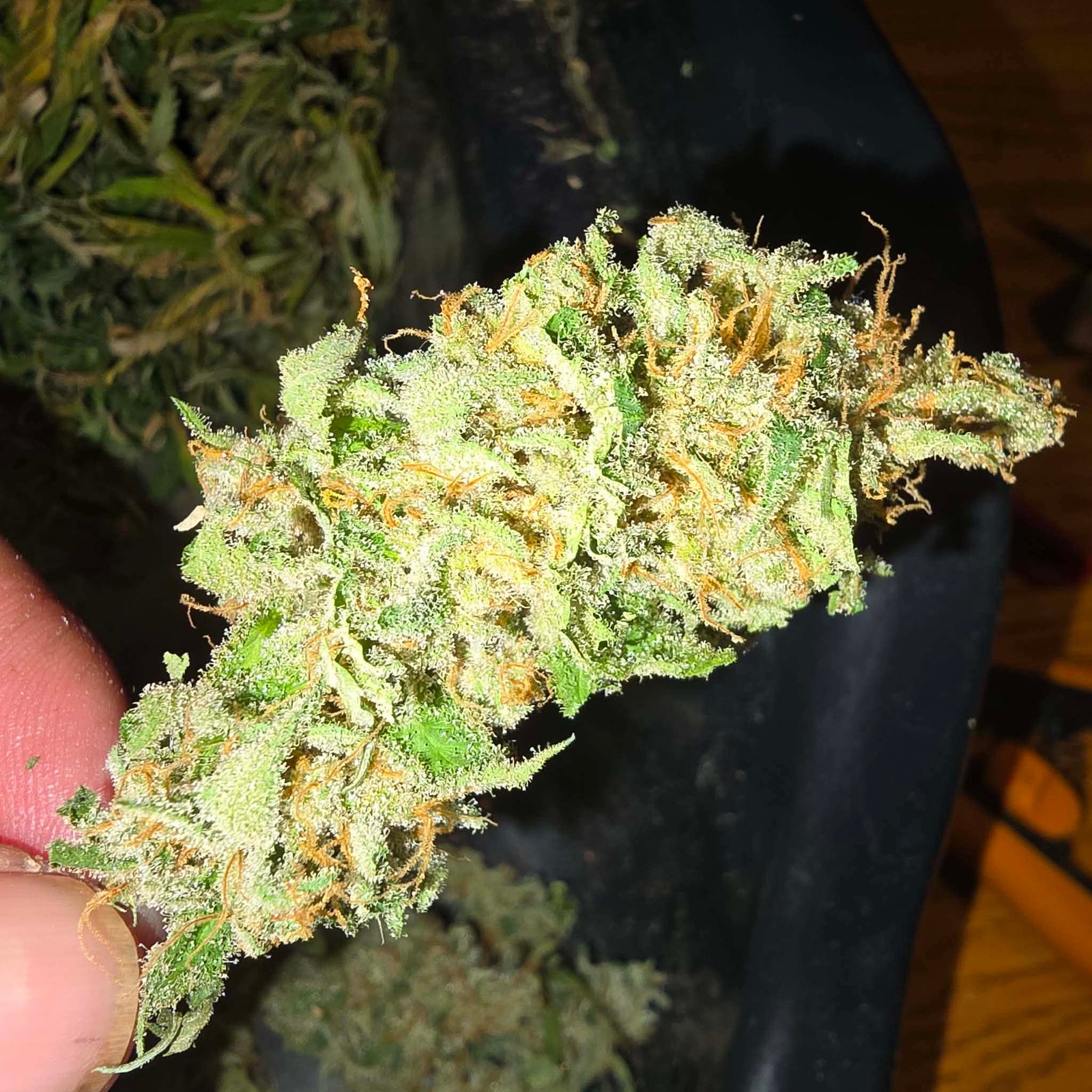 G13 x Hashplant S1 - Image 5