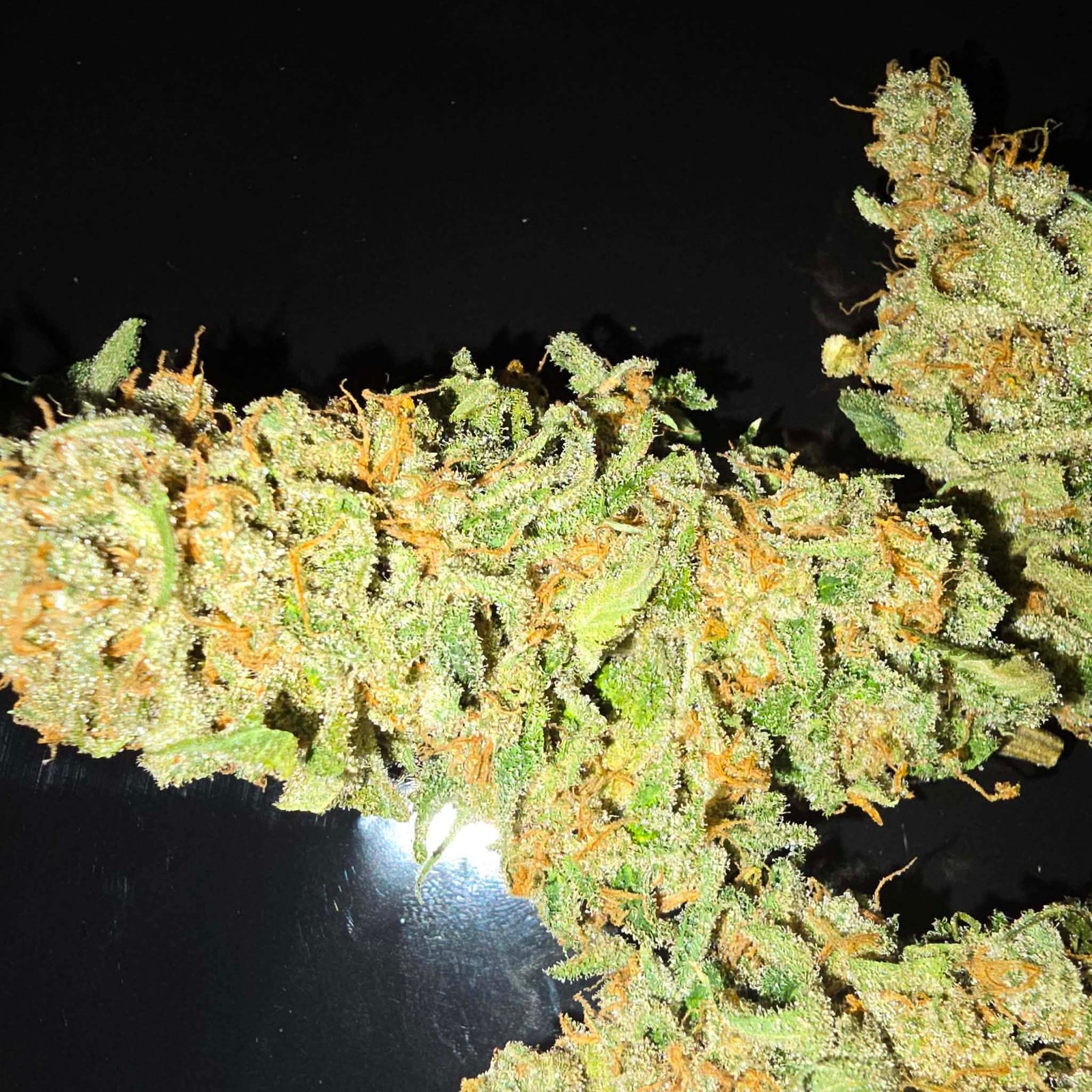 G13 x Hashplant S1 - Image 3