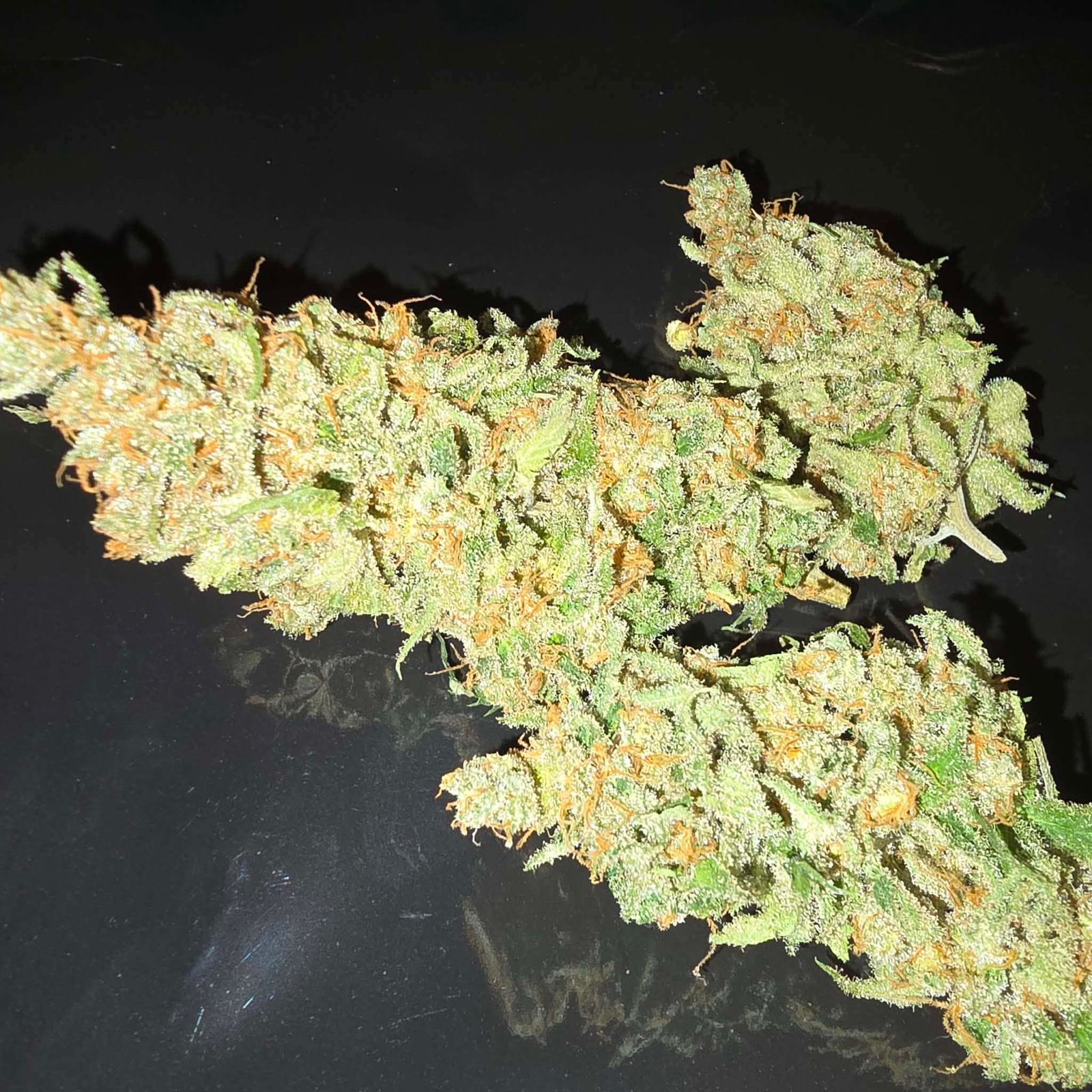 G13 x Hashplant S1 - Image 4