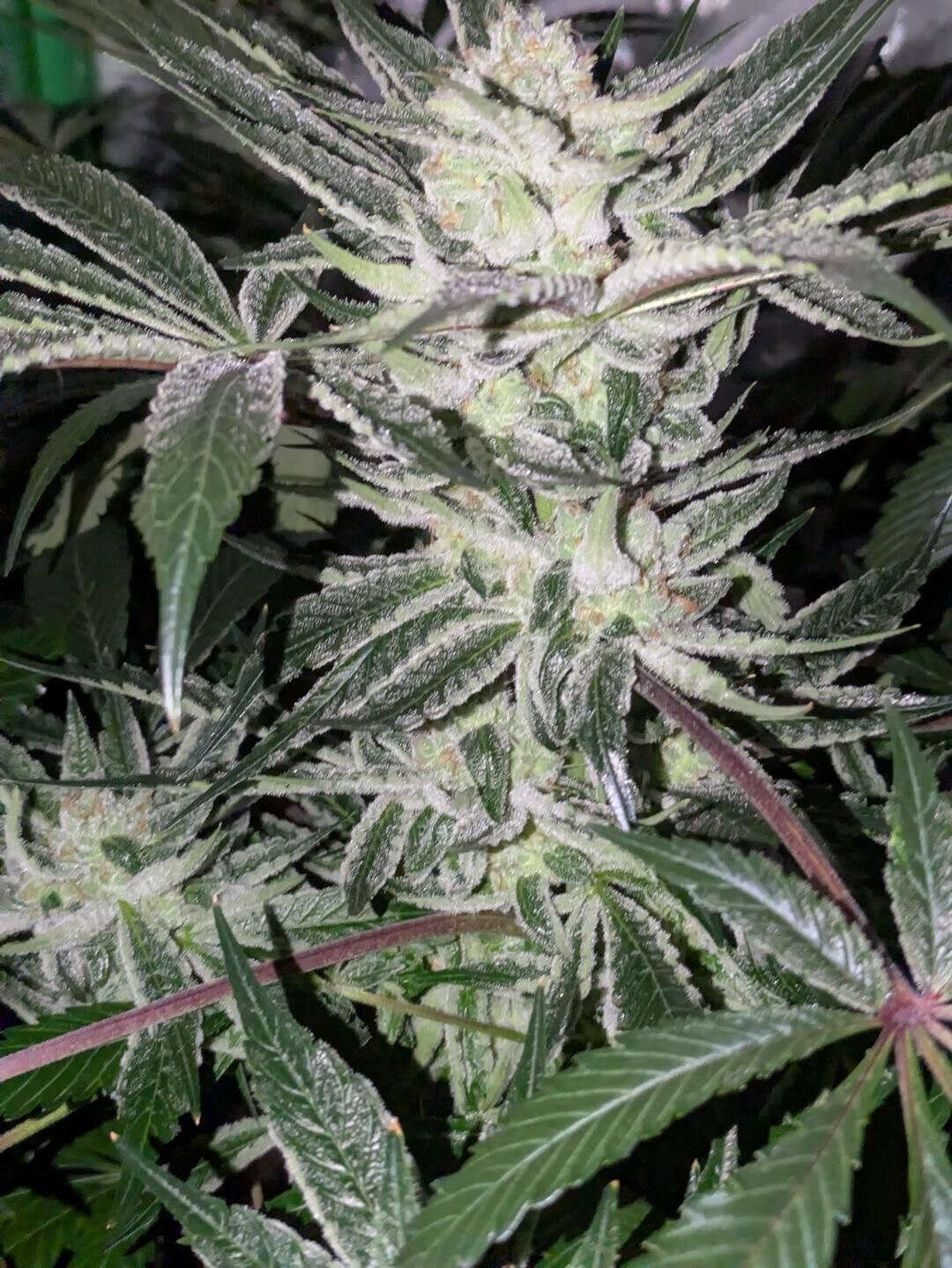 King BX3 Breeders Pack - Image 4