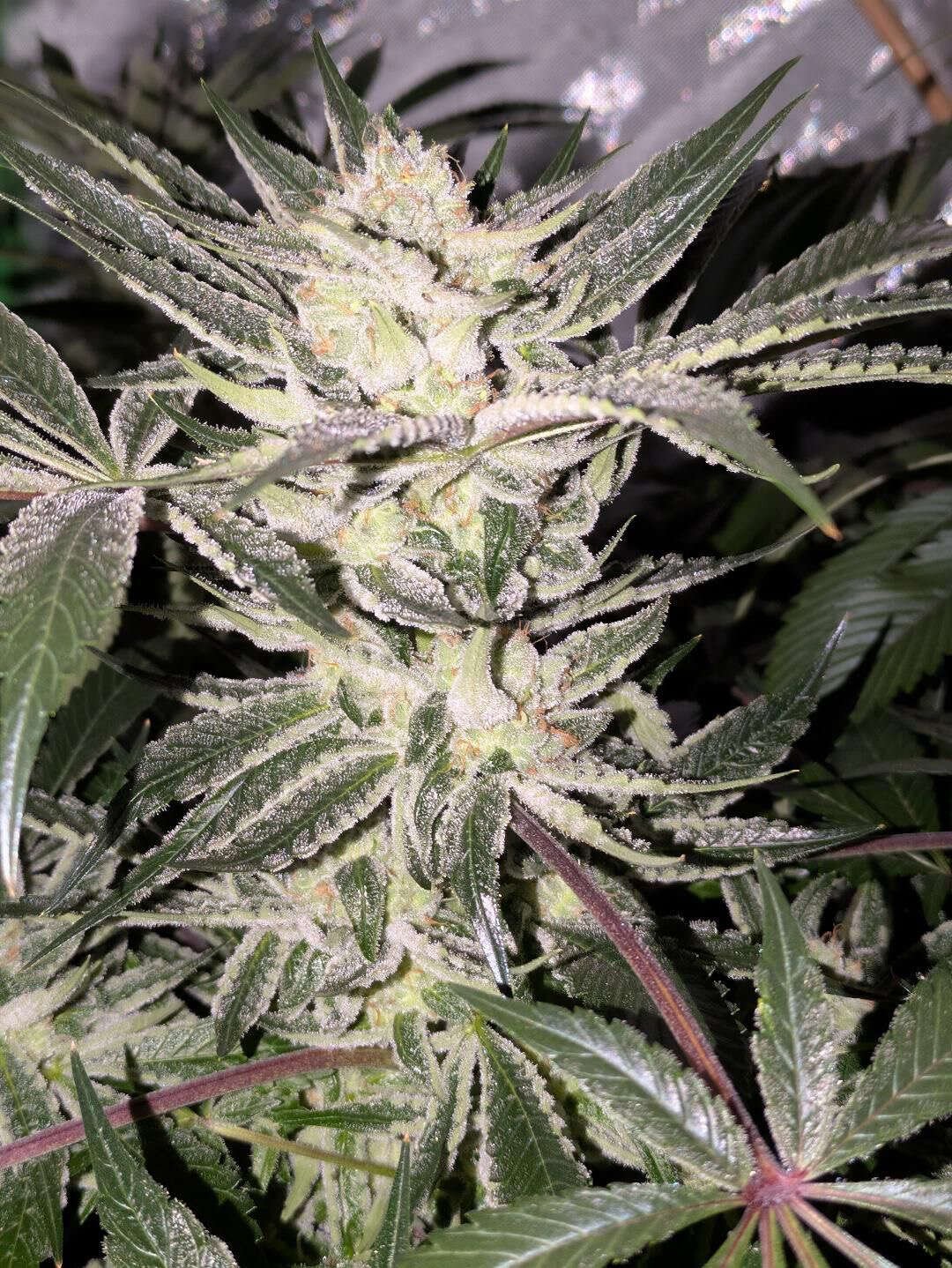 King BX3 Breeders Pack - Image 5