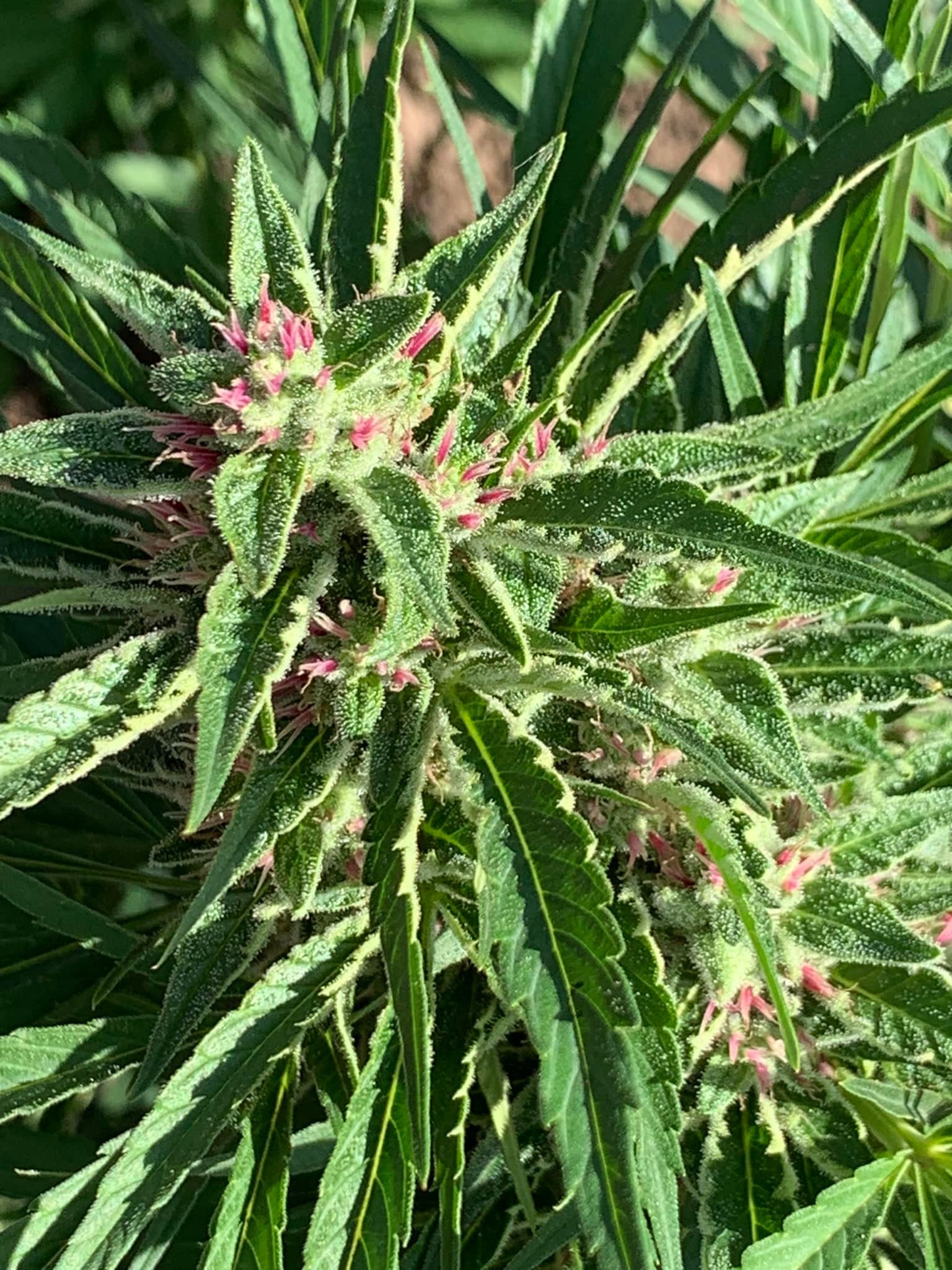 King BX3 Breeders Pack - Image 6