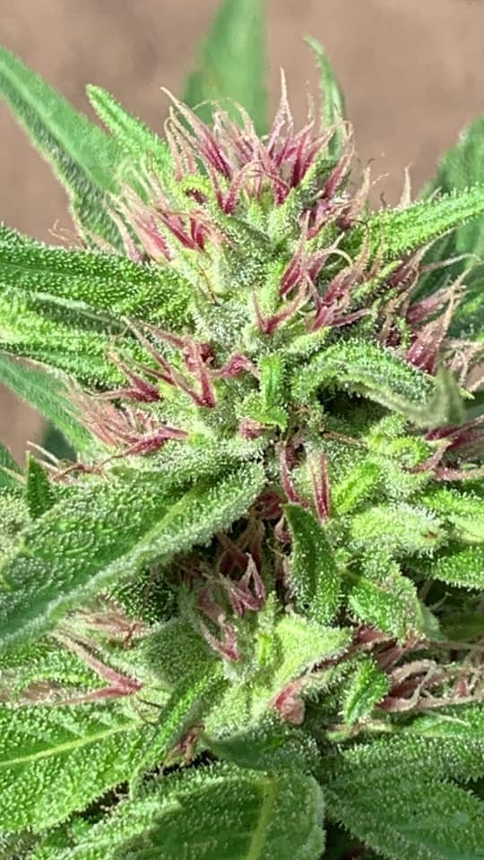 King BX3 Breeders Pack - Image 7