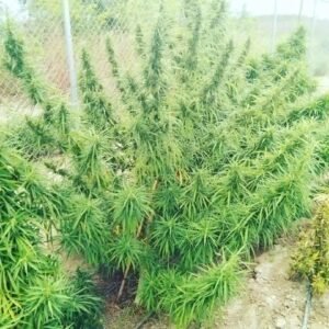 Orange Peako Cambodian