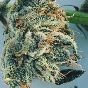 Sugar Blossom Skunk