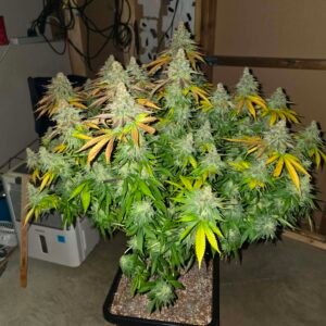 Supreme Hashplant