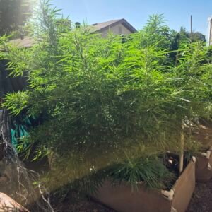 Big Sur Holy Weed plants